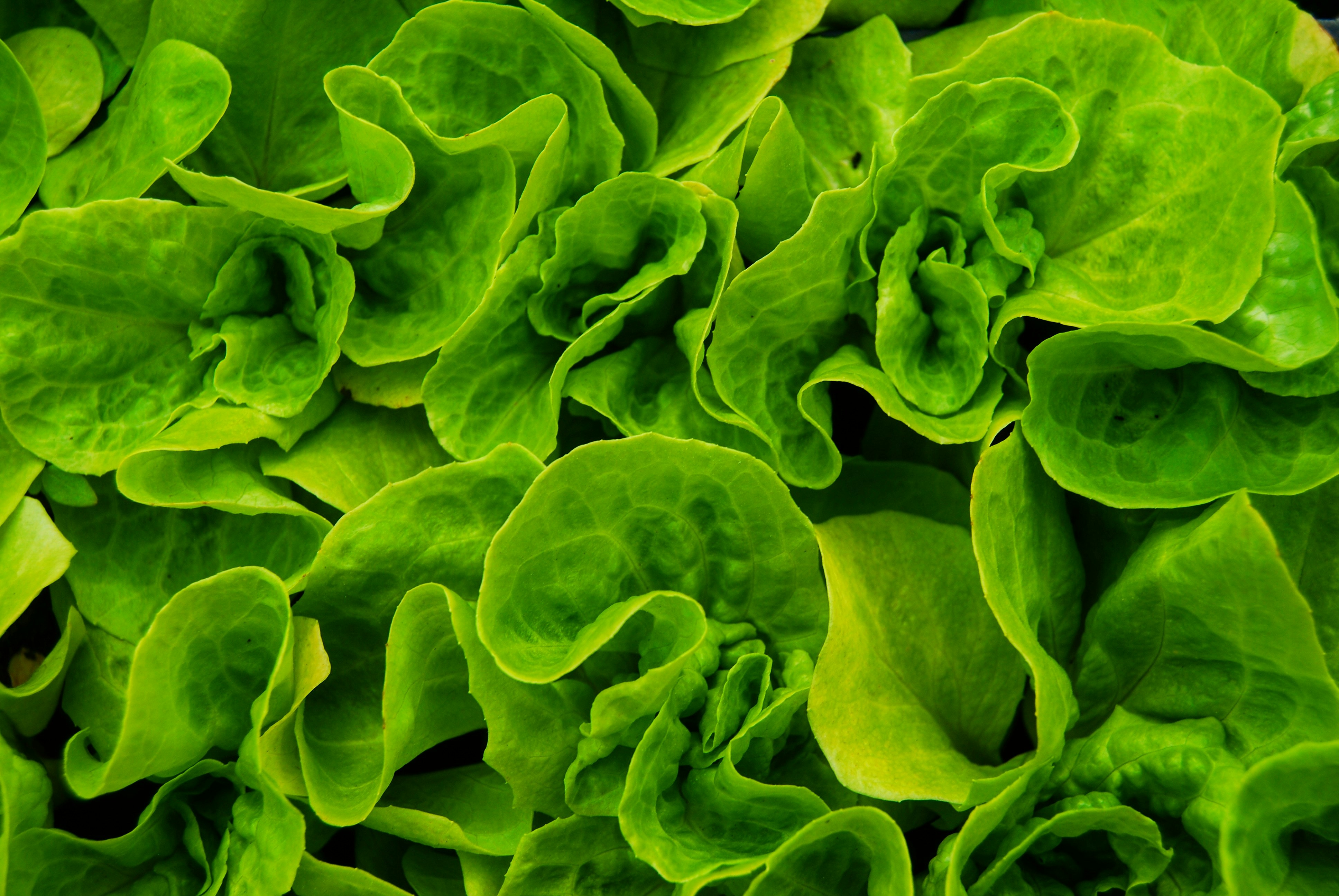 Photo of leafy greens.